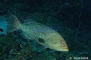 Mycteroperca tigris Merou tigre Vieille morue Bonaire Tolo-32m-20180223-Denis-ADER-DSC_7673_tn